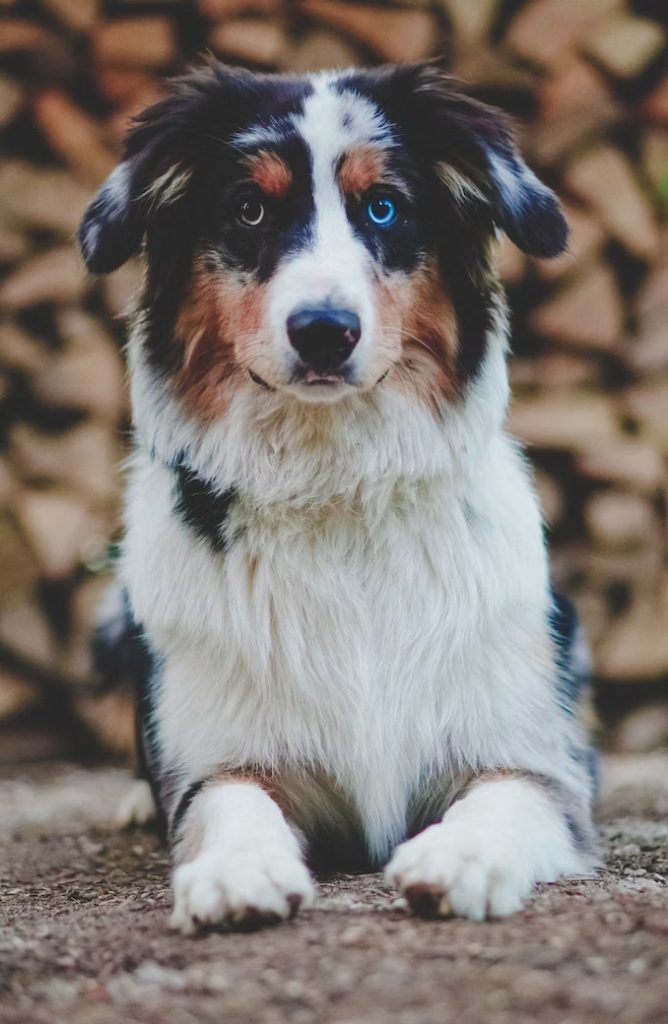 Hundesalon in Perchtoldsdorf
