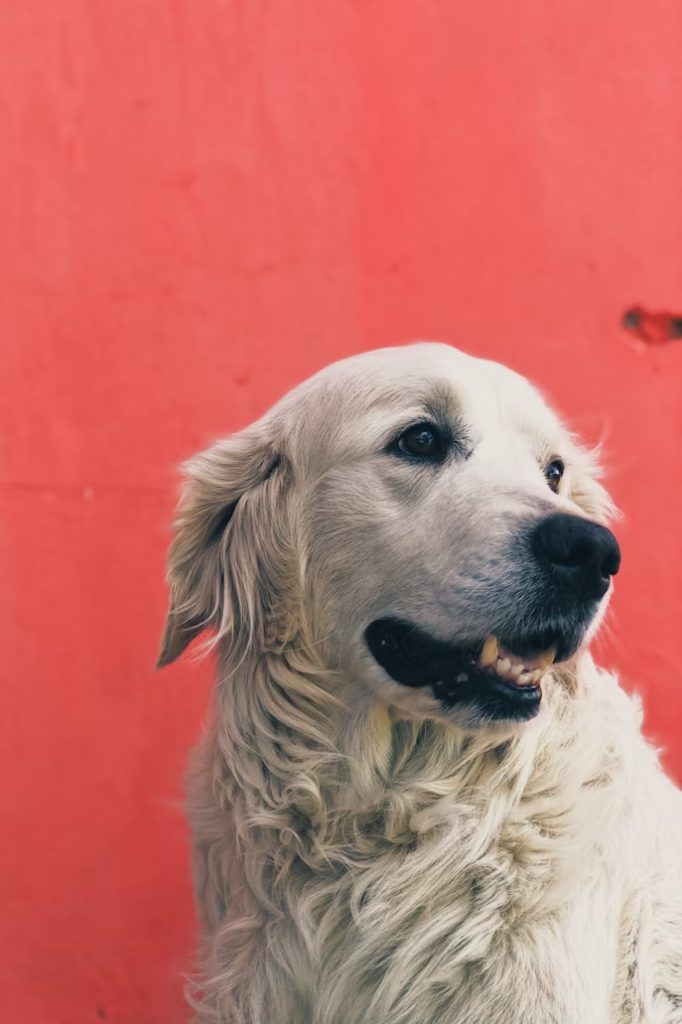 Hundesalon ängstliche Hunde Wien